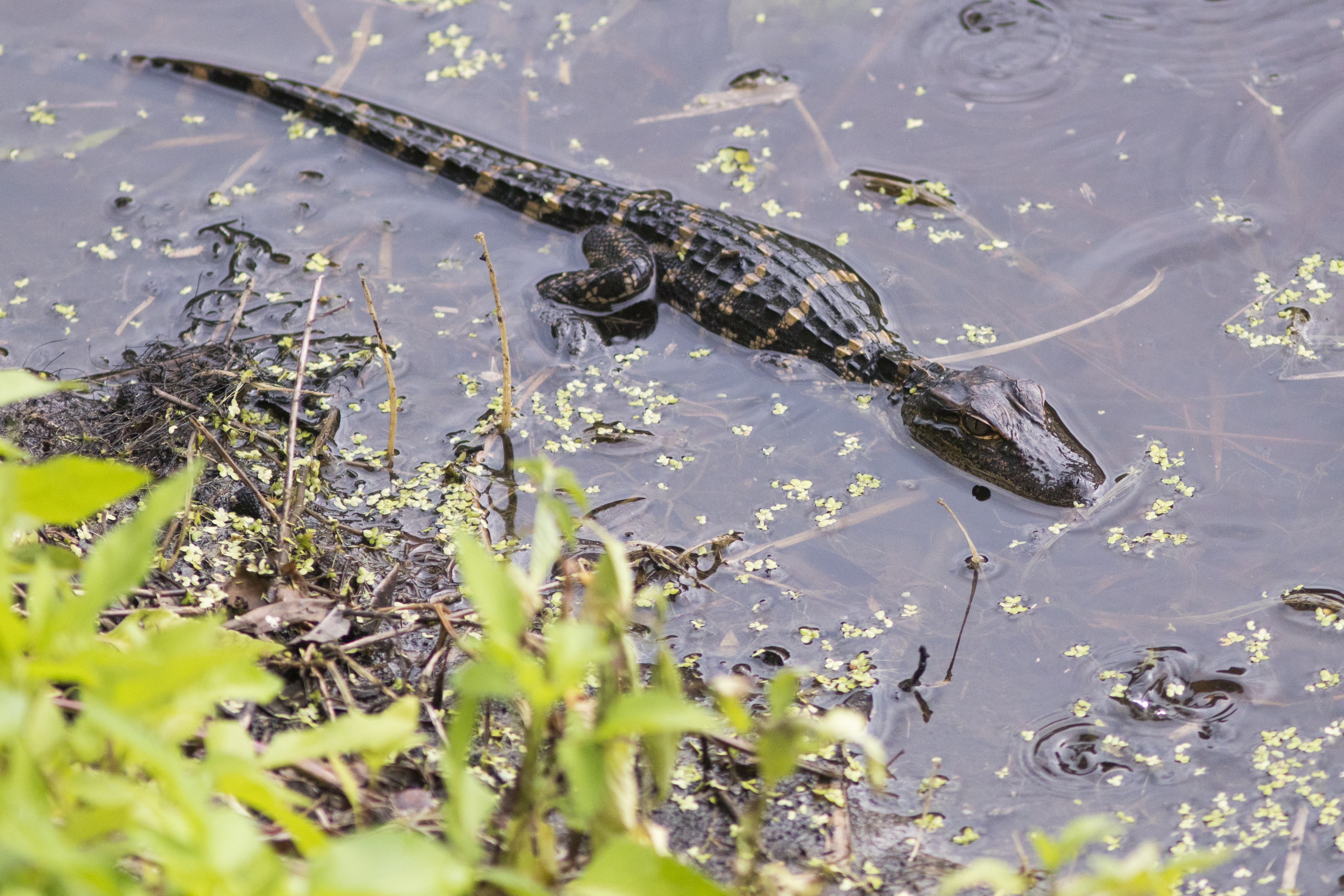 A juvenile alligator sits in water. Photo taken 06-19-17.