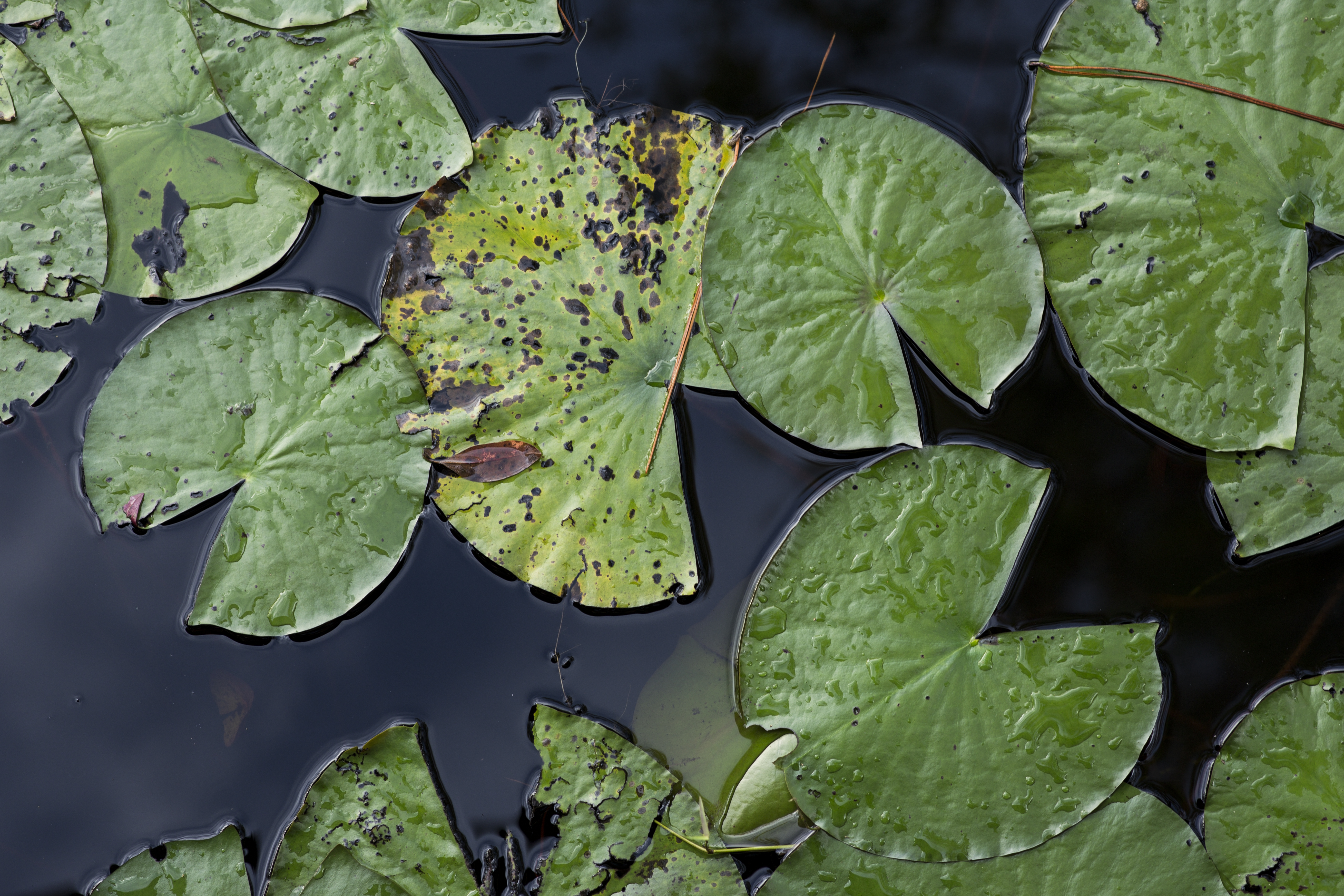 Lily pads on the surface of a lake.  Photo taken 09-26-18.