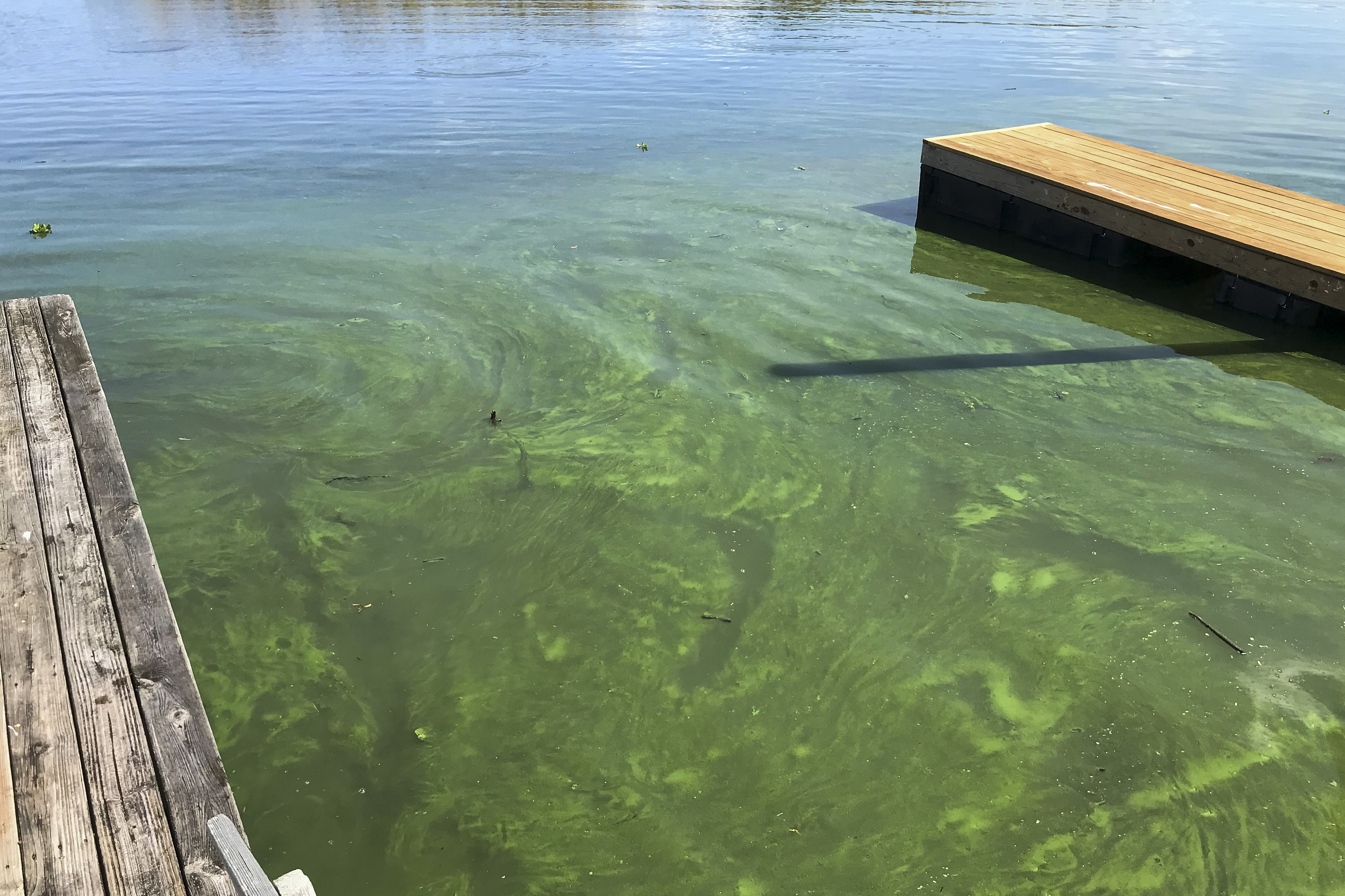 Algal bloom. Photo taken 11-06-18.