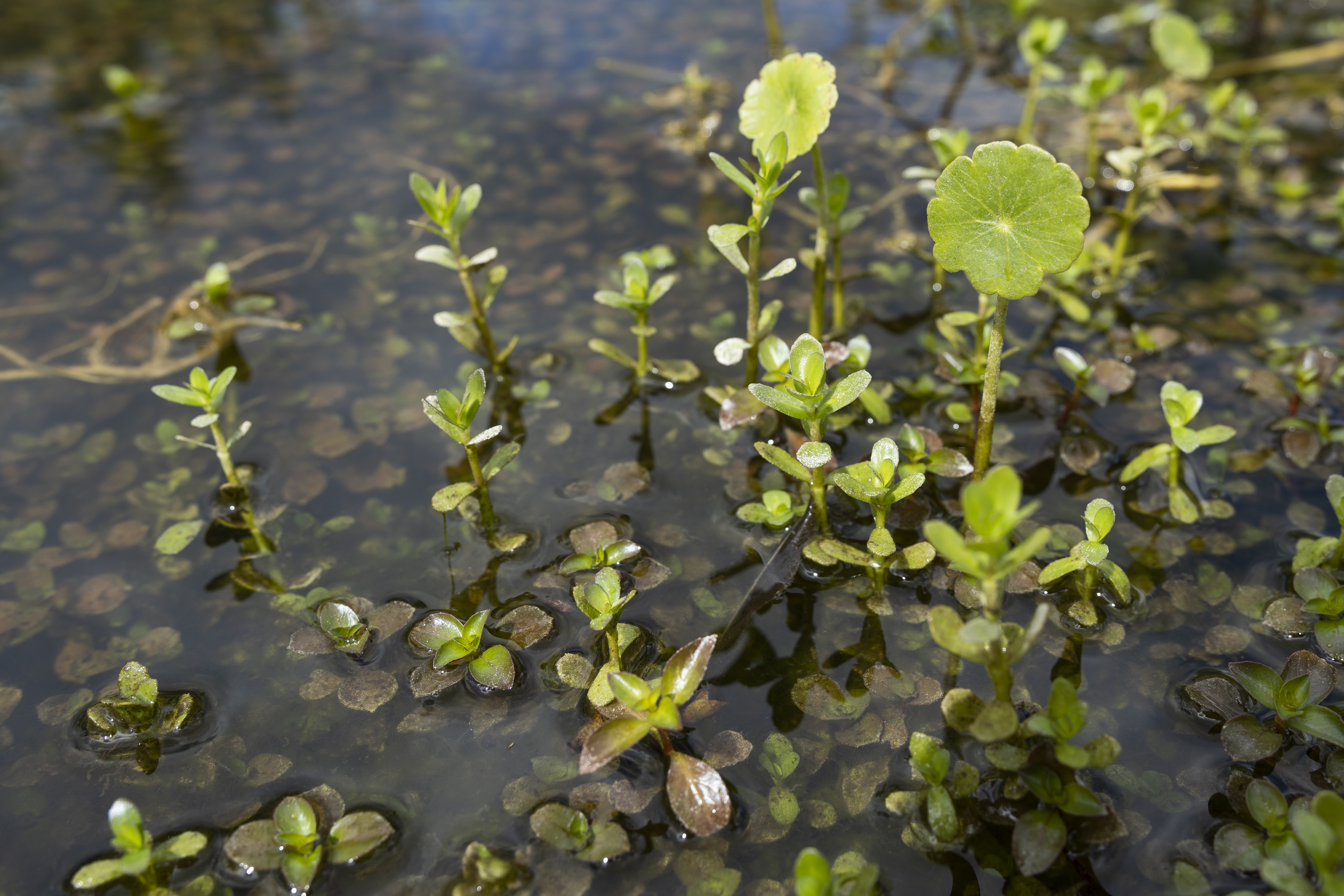Aquatic plants on the bank of a lake. Photo taken 06-01-22.