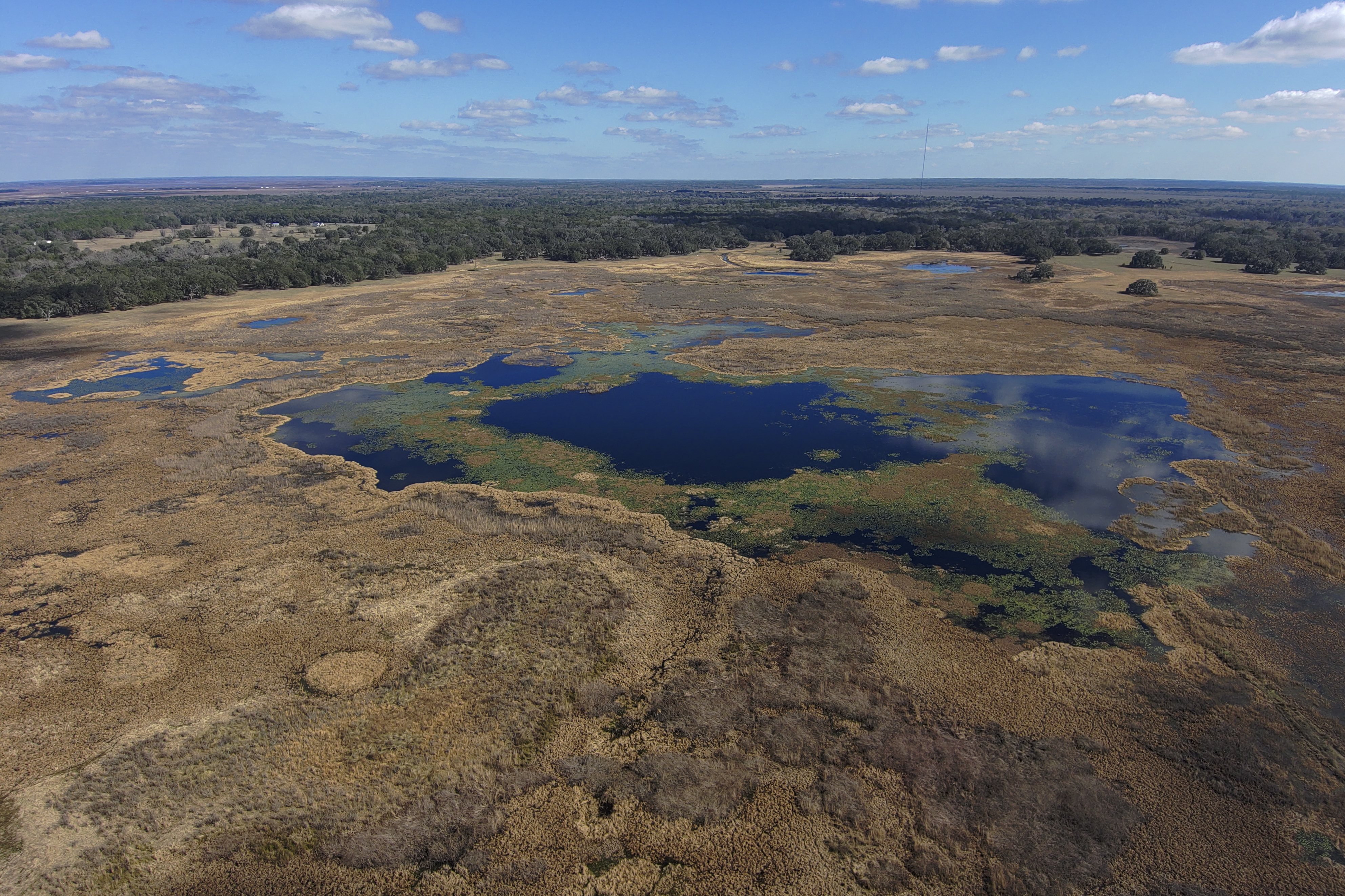 Drone aerial perspective of Kanapaha Prairie. Photo taken 02-07-25