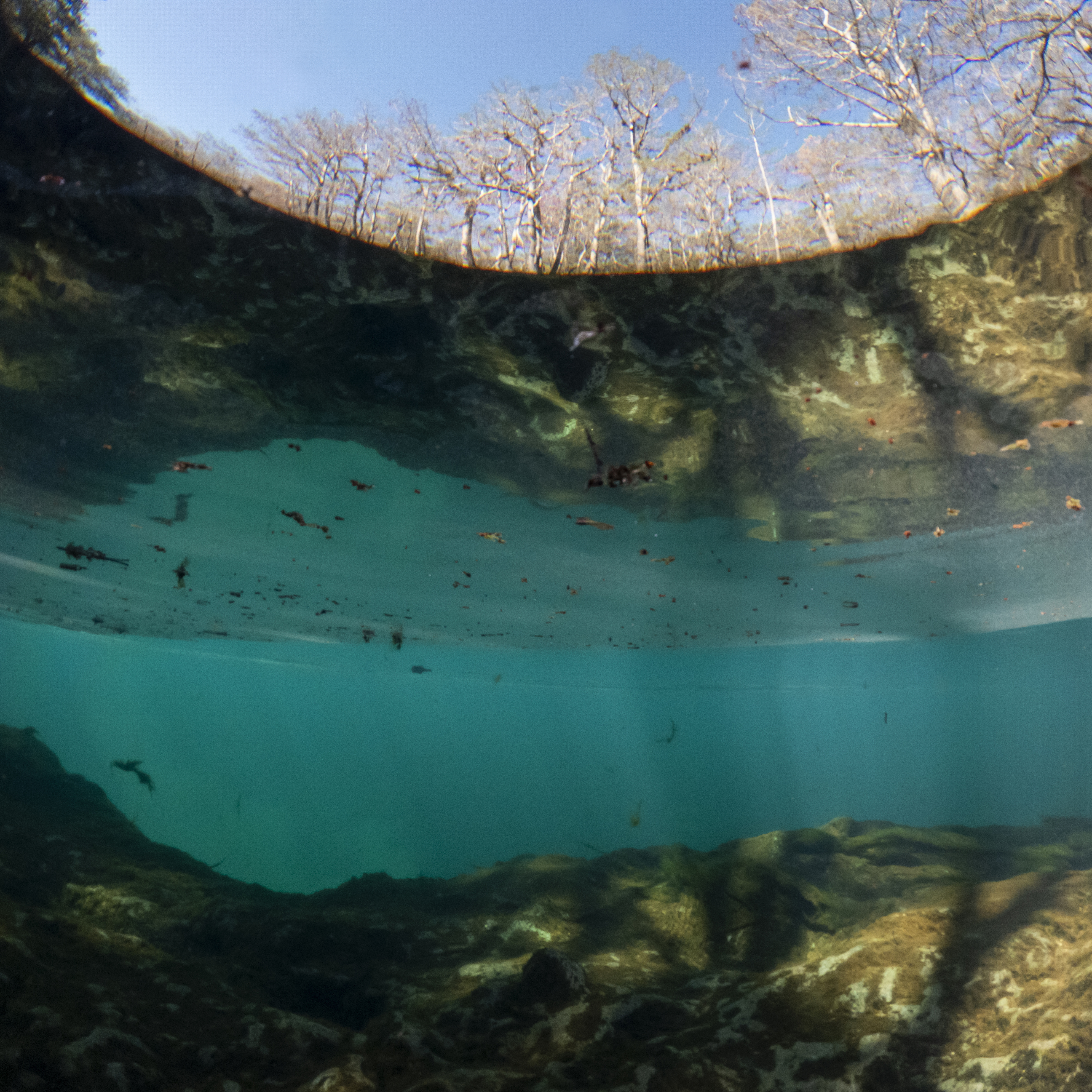 Half over and half underwater photos of Manatee Springs. Photo taken 02-21-25