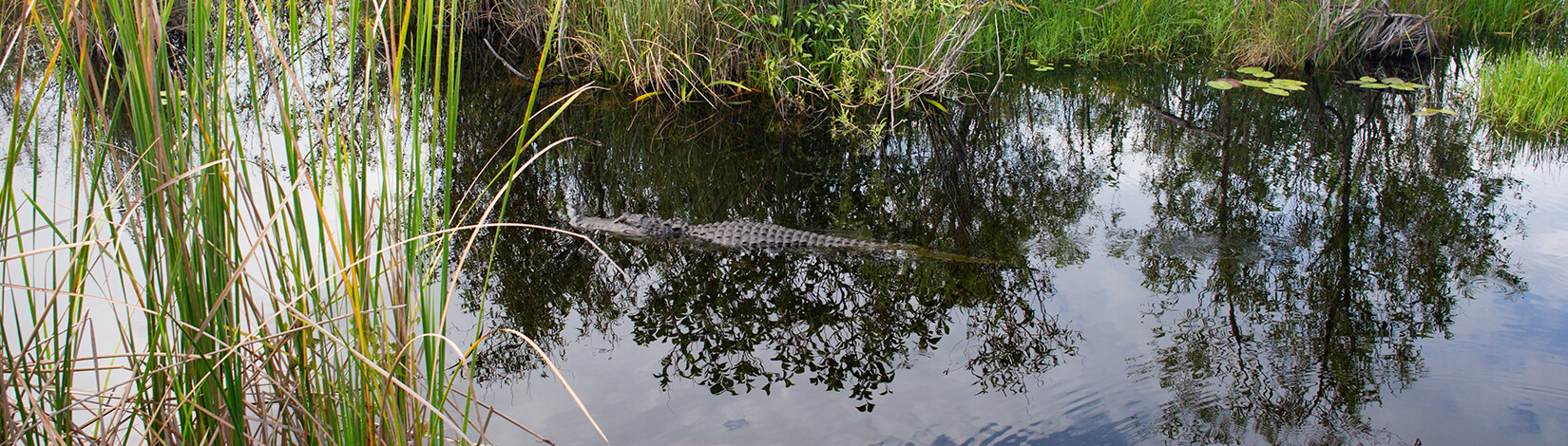 An alligator and aquatic vegetation in a freshwater pond in the Everglades.