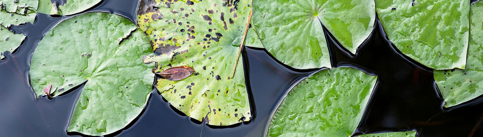 Lily pads on the surface of a lake. 