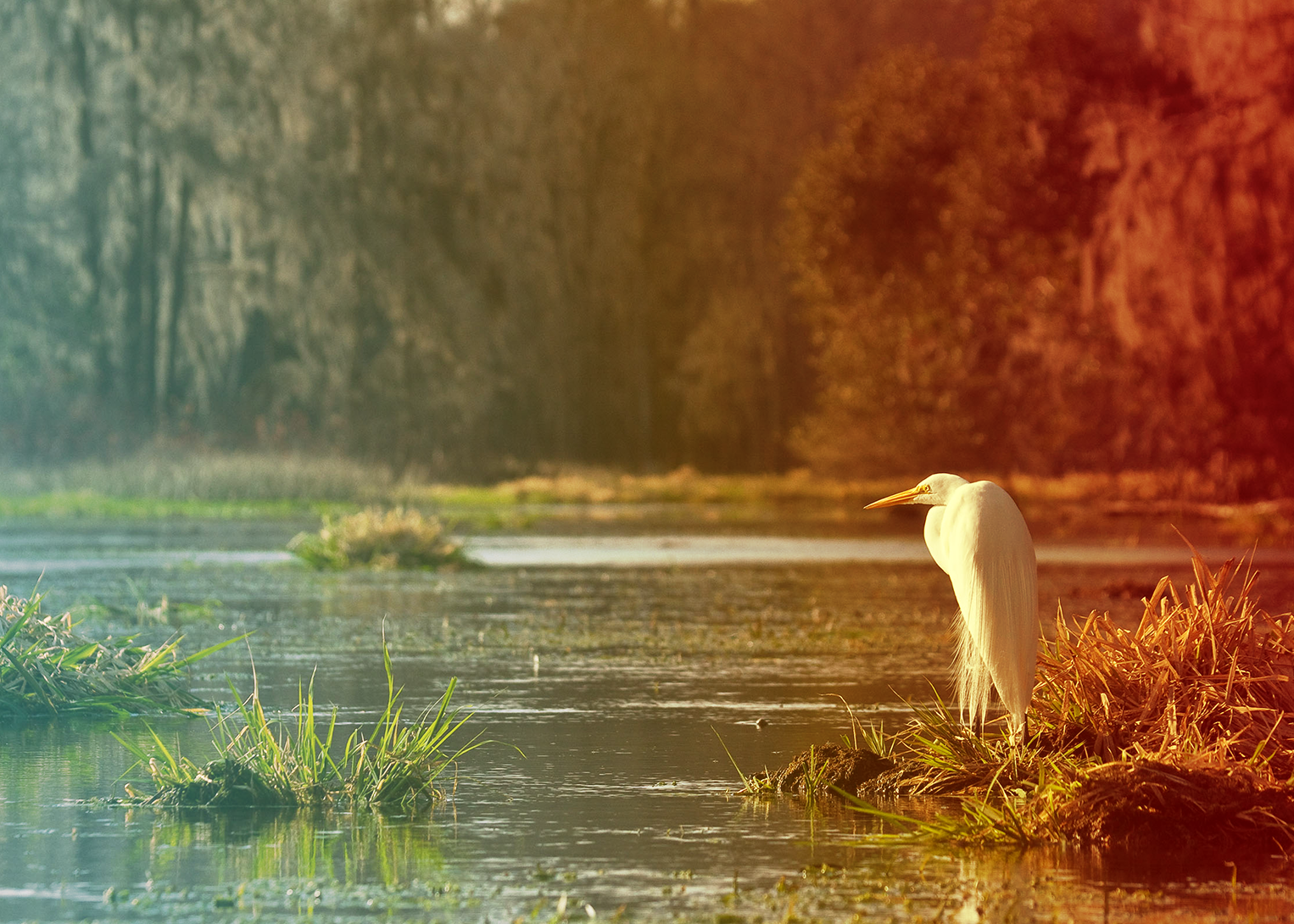Egret on a lake